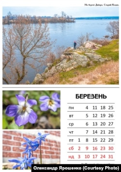 Фіялка понтійська (або приємна), на аркуші календаря за березень