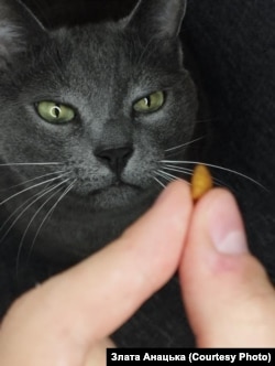 Котик Тортик