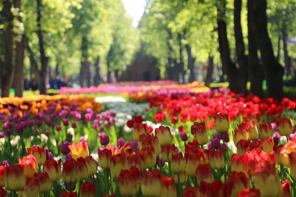 Три мільйони тюльпанів: Дендропарк у Кропивницькому готується до традиційного Фестивалю тюльпанів